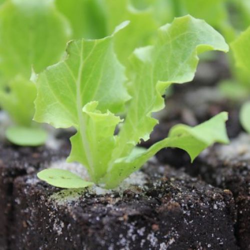 Salatpflanze Header